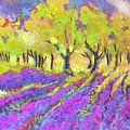 Lavender Fields on San Juan Island 